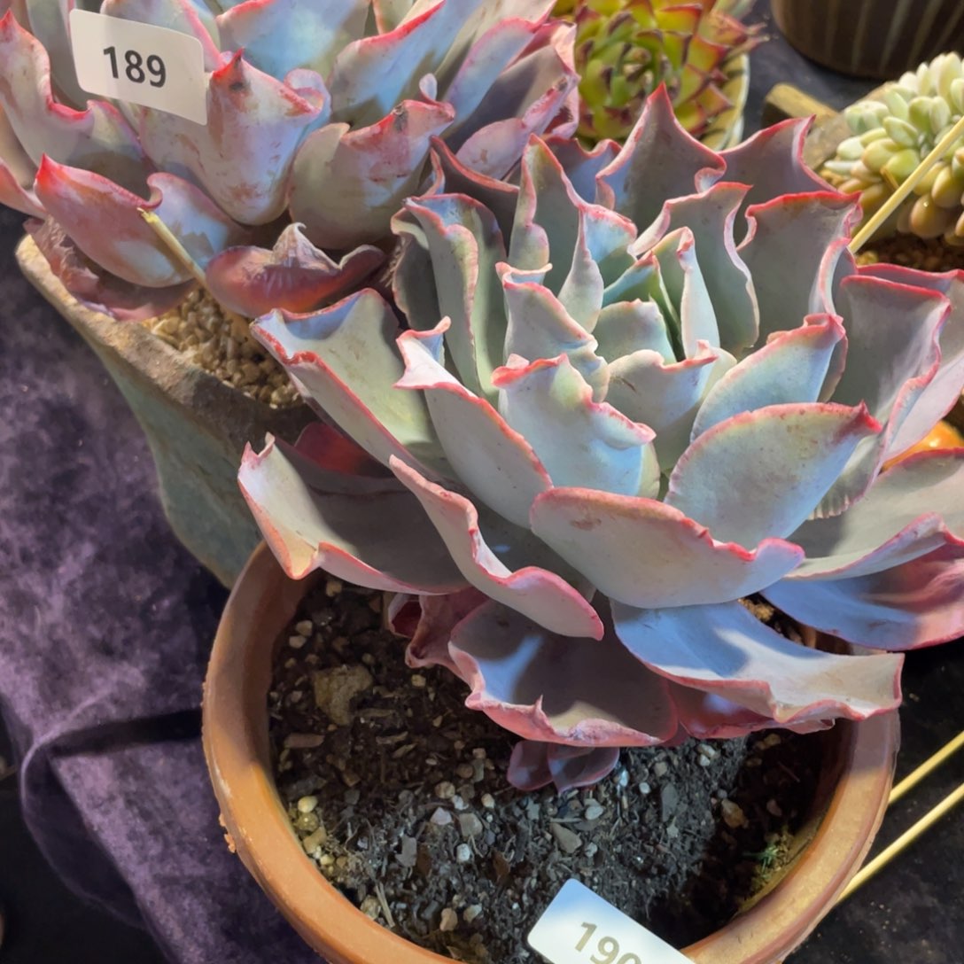 时*。189.190晚霞两颗一组多肉植物