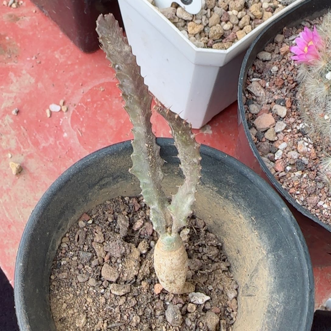 实生飞龙多肉0000