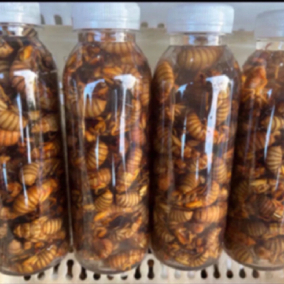 高山野生金蝉 爬叉 知了猴 2瓶100只京东包邮 冷冻发货