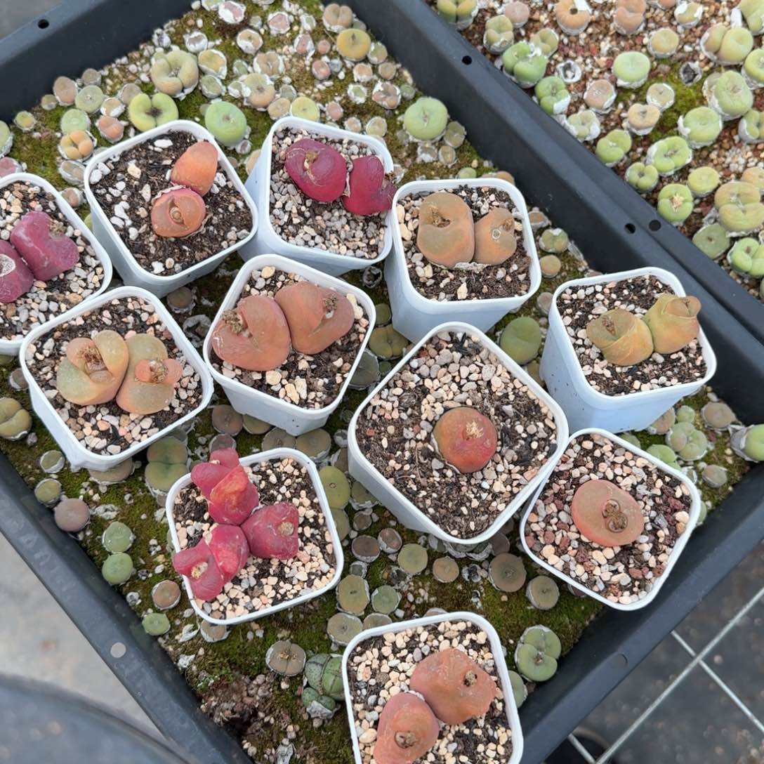 爱****)8888 毛毛10颗有点瑕疵脱土