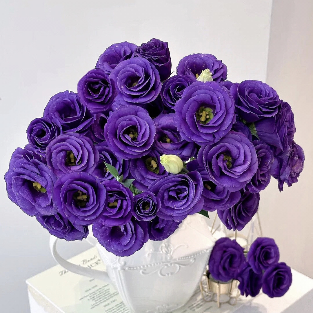 洋桔梗盆栽大苗带花好养适合家庭室内外好养洋玫瑰鲜切花植物