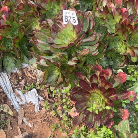 215万彩灯不包断枝