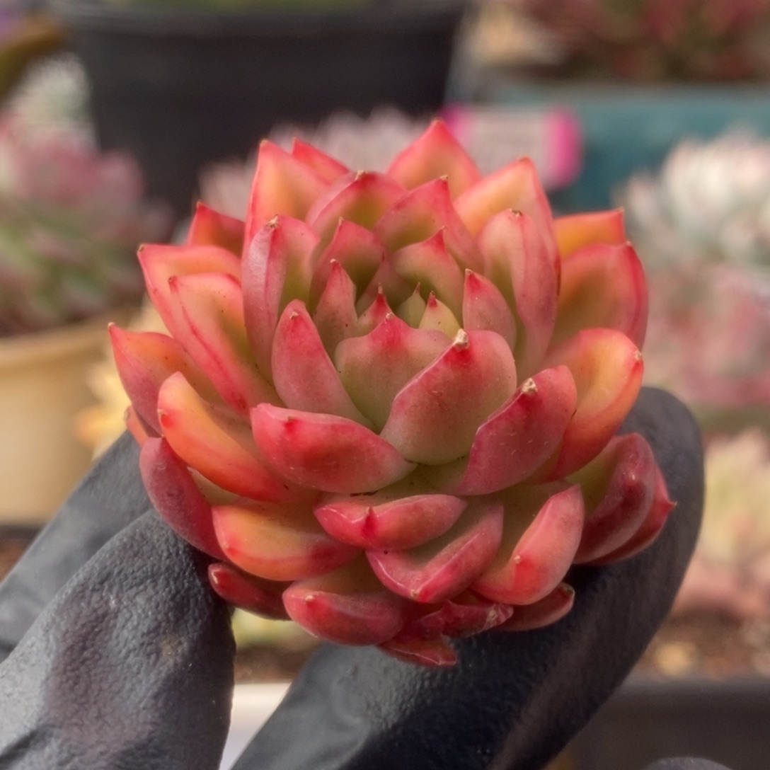 112红姑锦锦锦锦锦锦