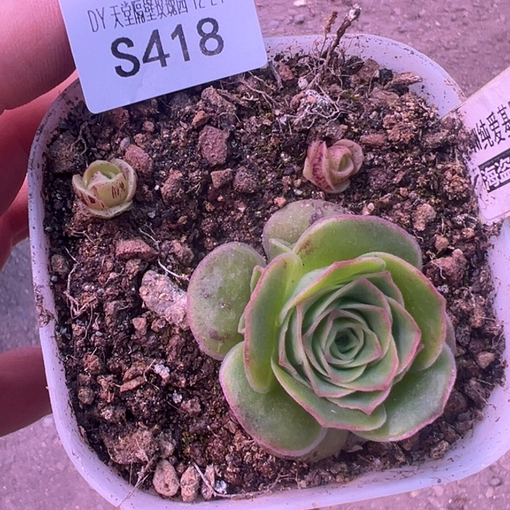 老***姐三碗418   四万同血x各种一盆