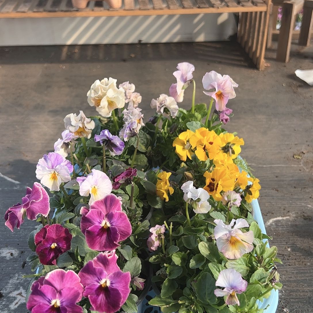 【闪购商品】197号