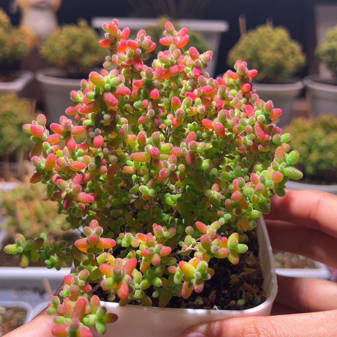 352蜜橘一物一拍带盆土发货