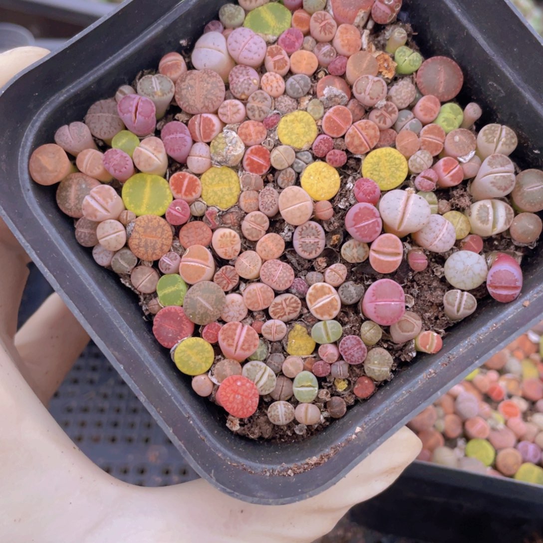 一盒彩切88888888888888