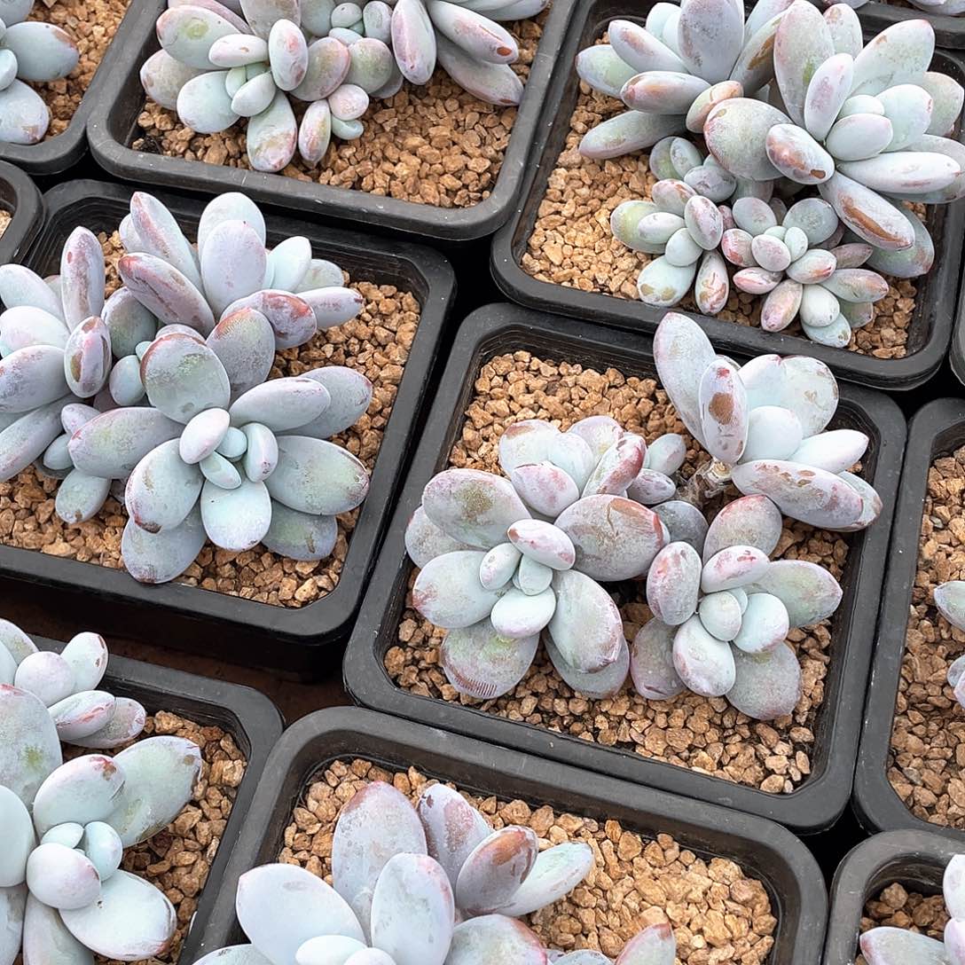 雪美人多头群精控13厘米可挑