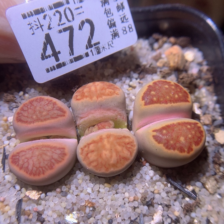 精品生石花220.472