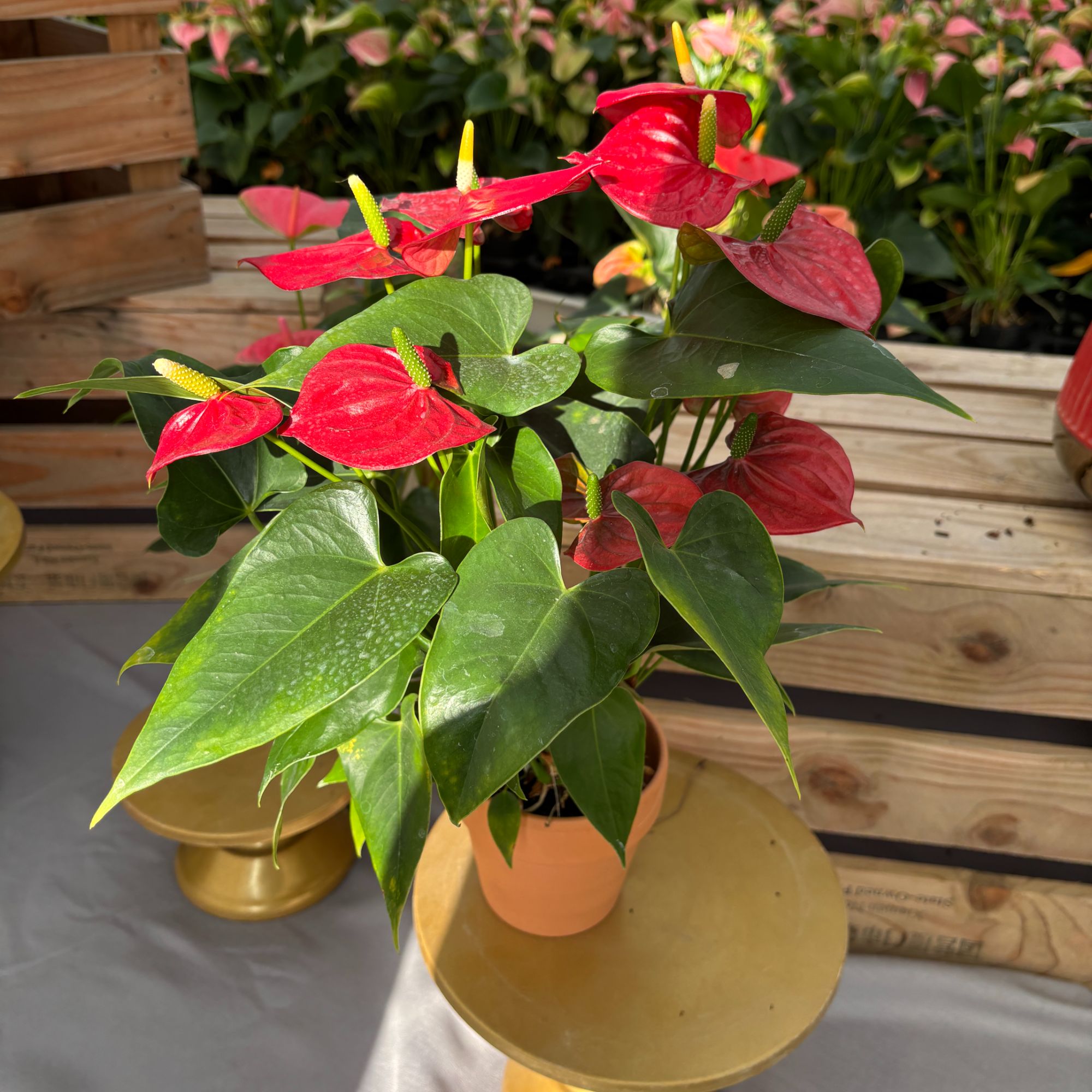 【彩掌】红掌 迪欧拉 A+安祖进口苗 室内懒人绿植