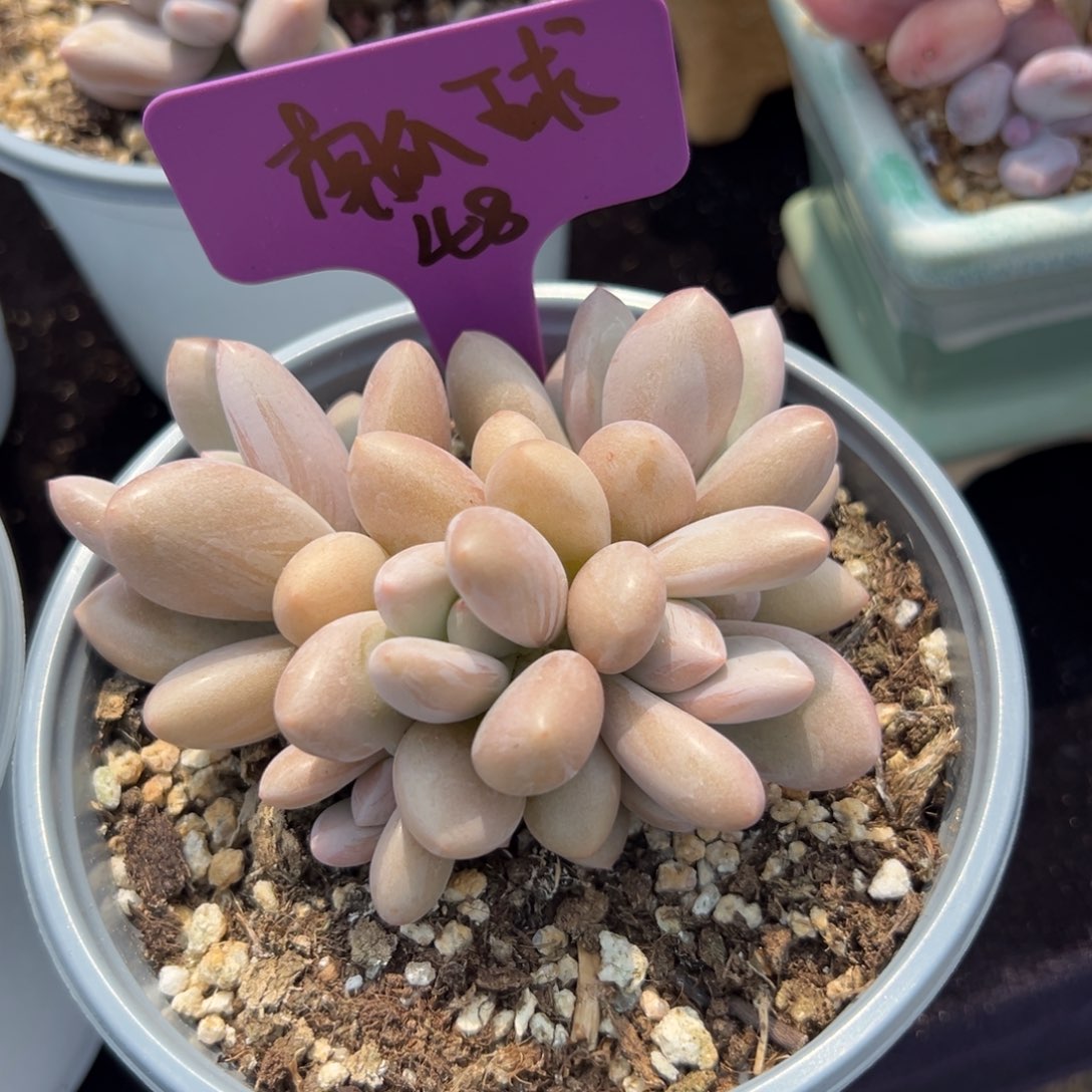 ?**球1111111111111111111111