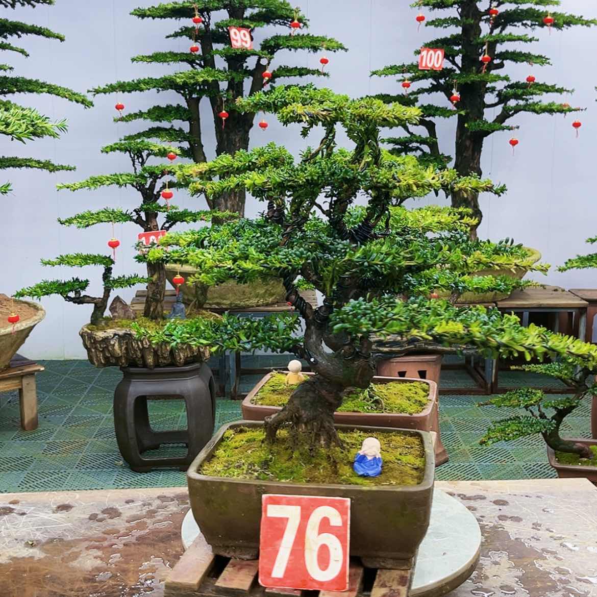 【闪购商品】罗汉松盆景艺术的发展