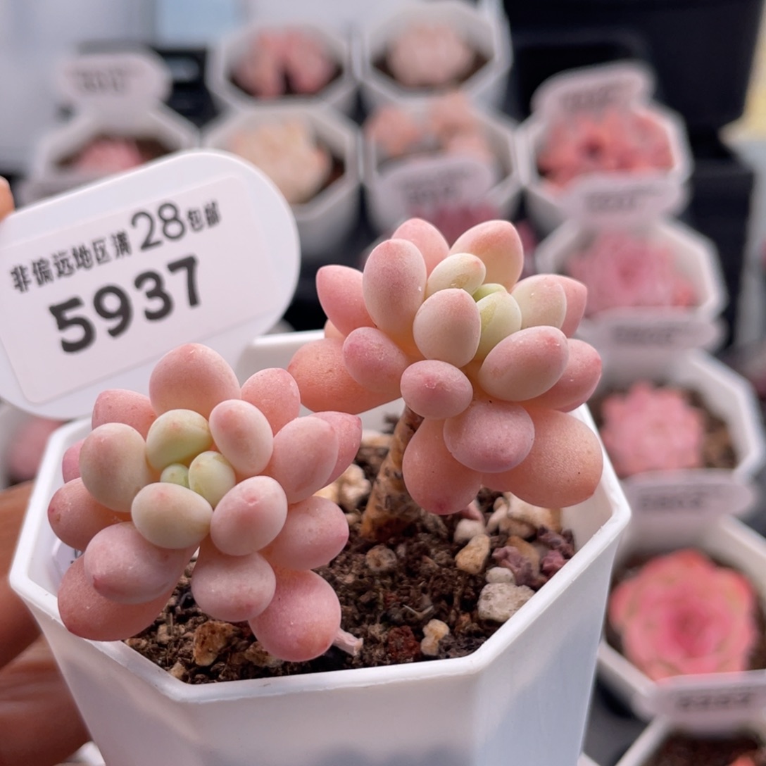 洛可可59376.5厘米