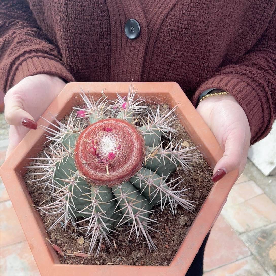 实生碧云仙人球开花