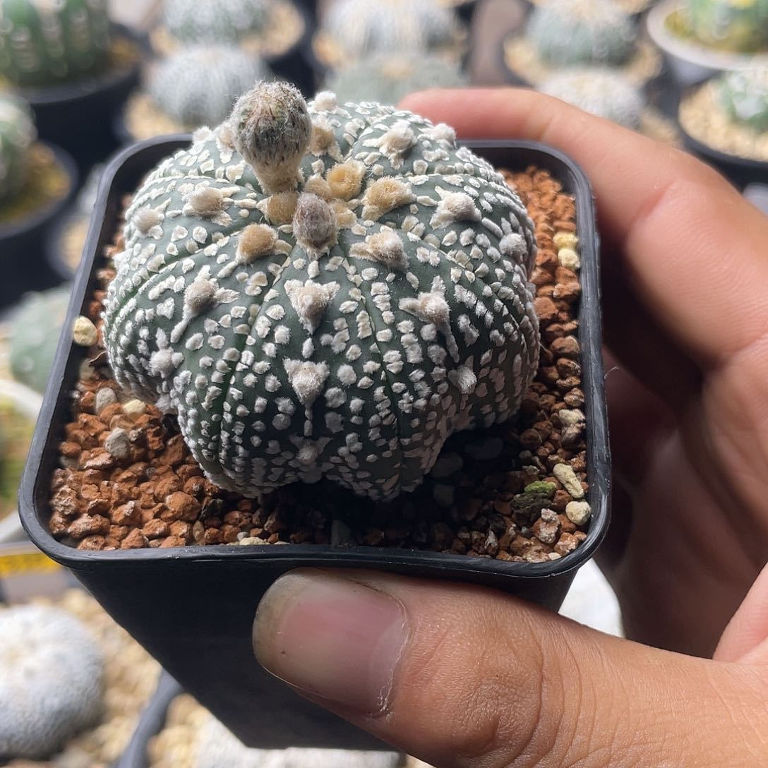 一物一拍泰系实生 110