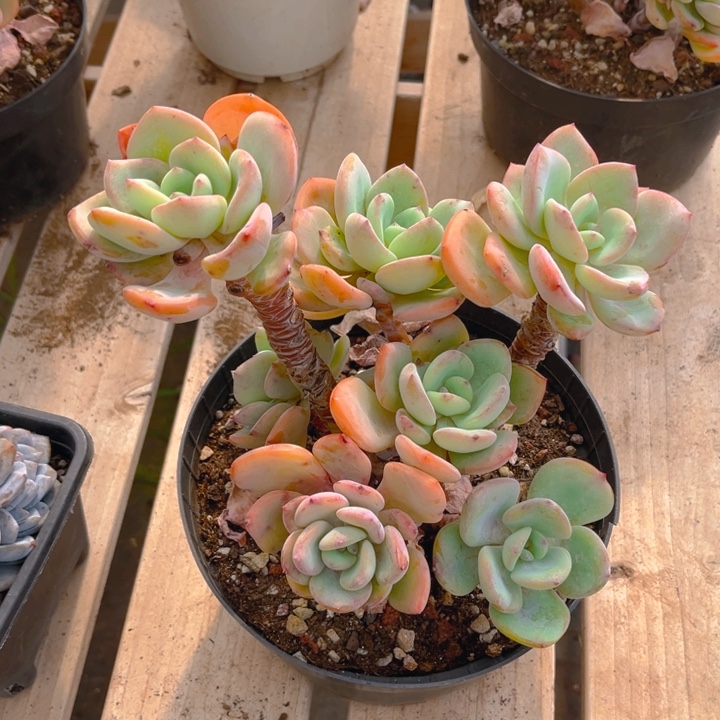 白月光多肉植物3 5 7