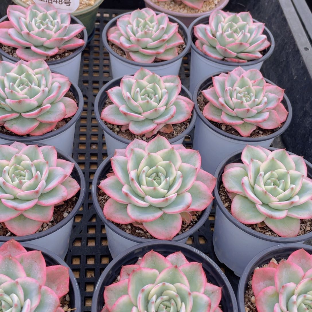 量拍48号 奶油黄桃锦单头一个带盆土