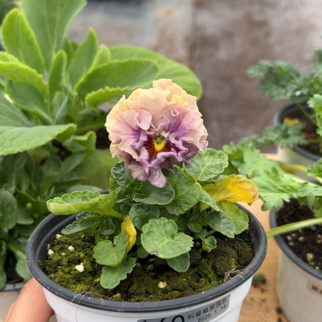 红陶抖音威笑直播间闪拍160