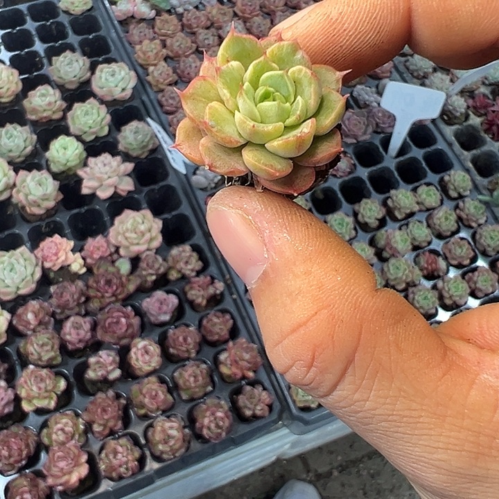 红酒碧桃锦 满10颗包邮