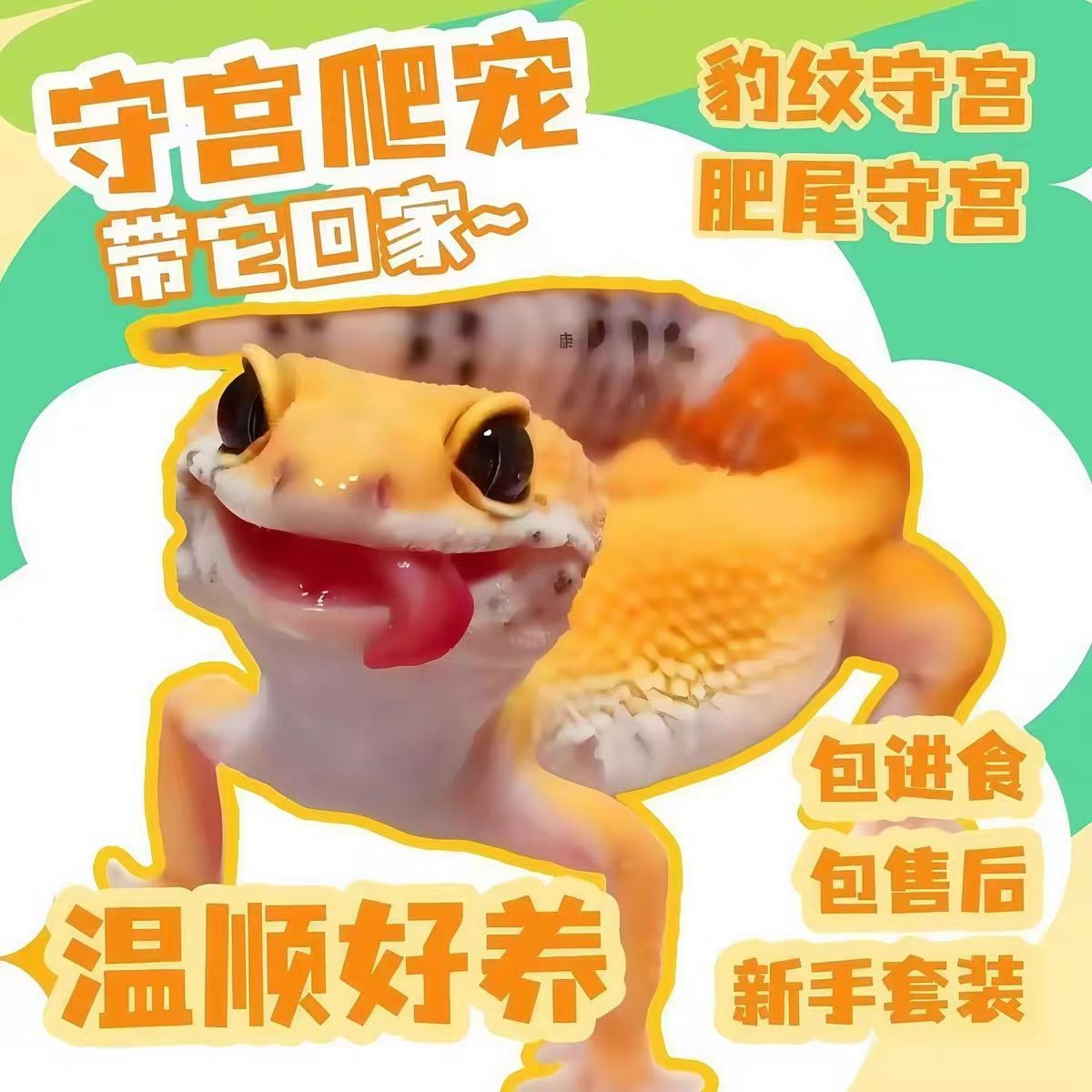 豹纹守宫新手蜥蜴人工温顺无毒懒人可爱网红宠物新手守宫爬宠