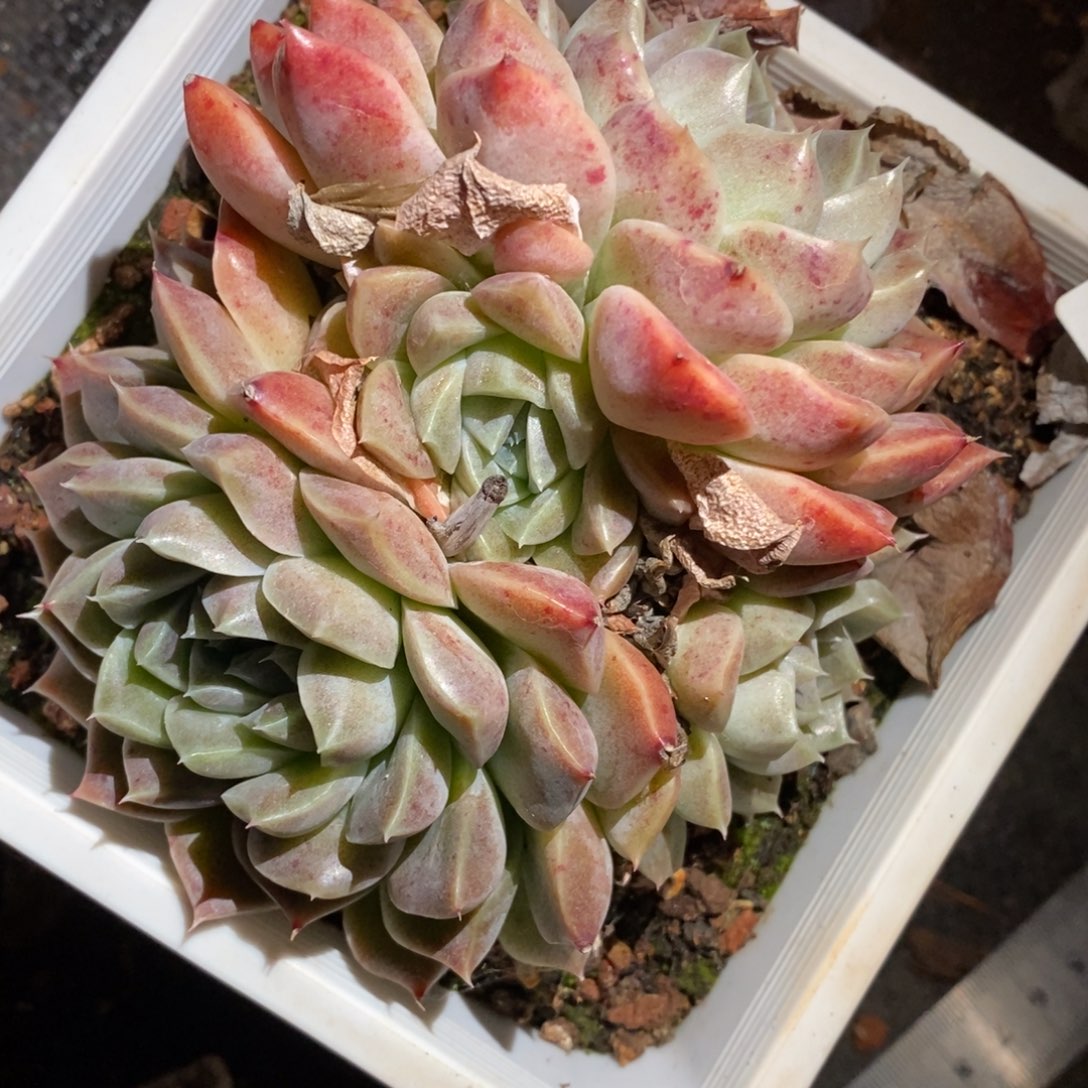 8149杂交多肉老桩