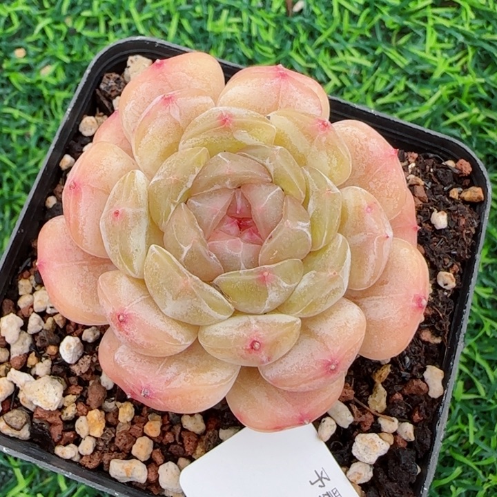 粉心白恋，5125多肉植物