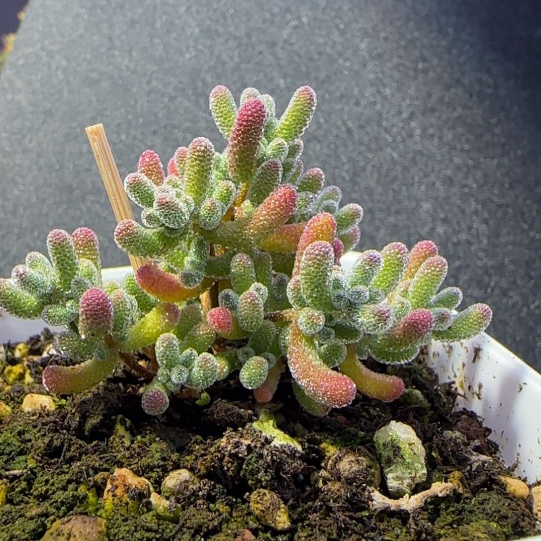 dy1050实生冰晶直杆三岔