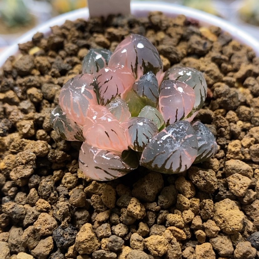 【闪购商品】22ob冰灯