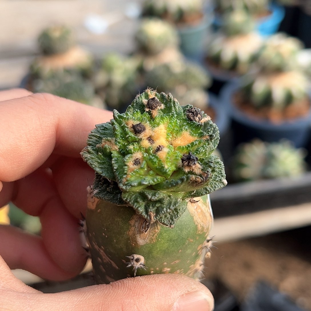 024辛顿新年快乐mm