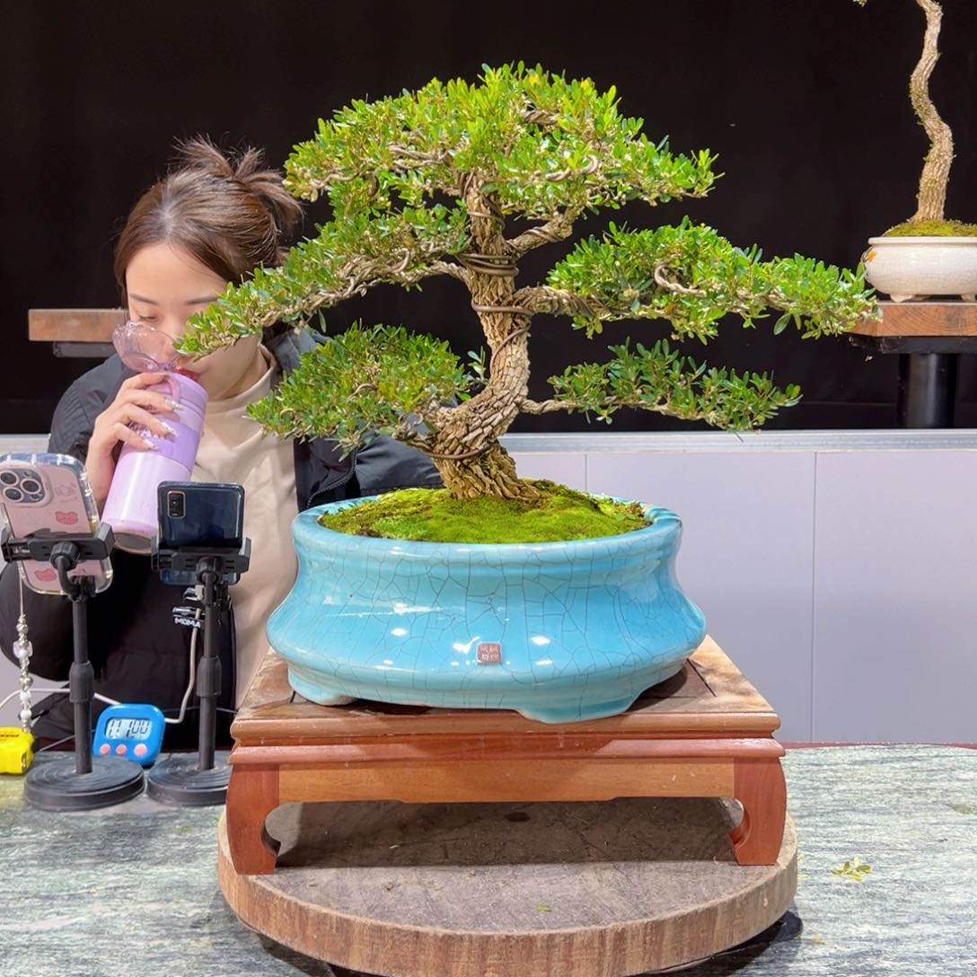 四季常青老桩黄杨盆景