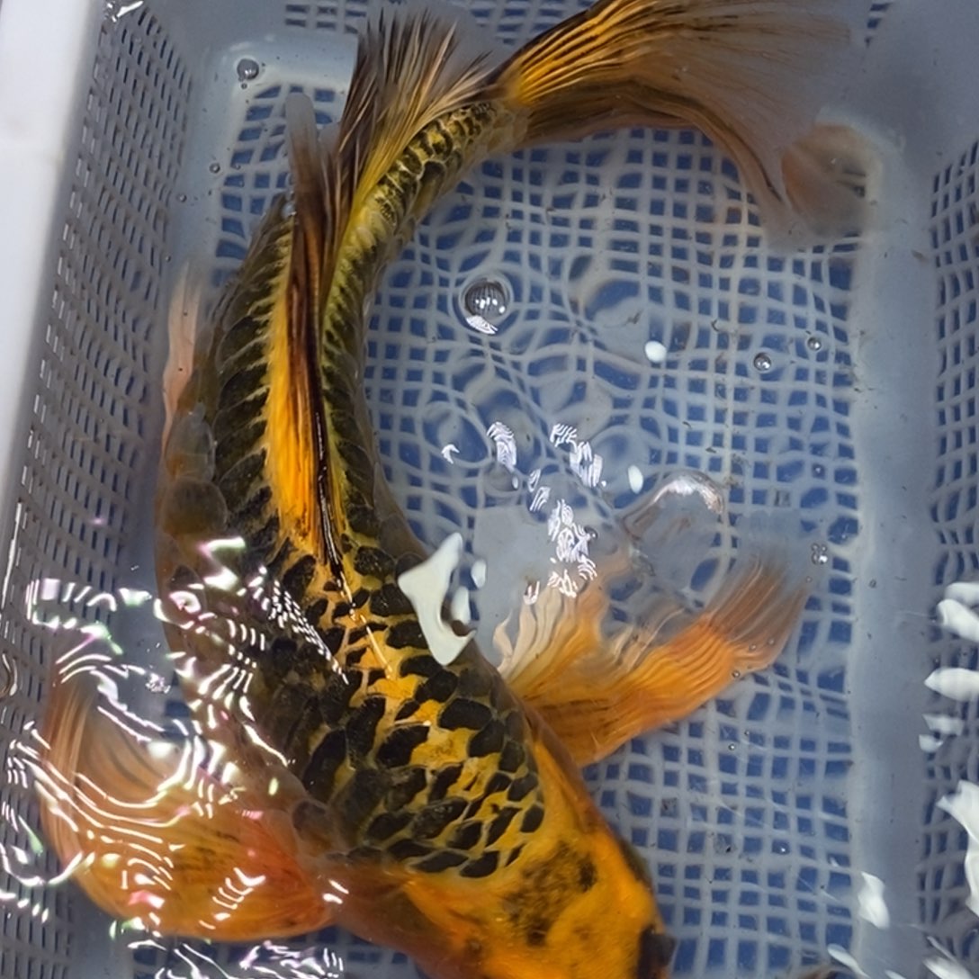 锦鲤冷水锦鲤包邮
