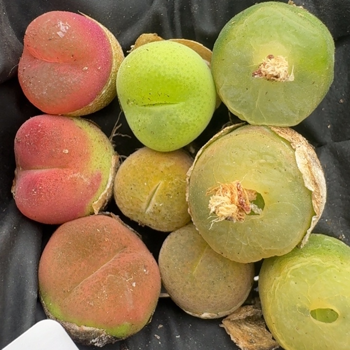 豆包多肉-65号混合