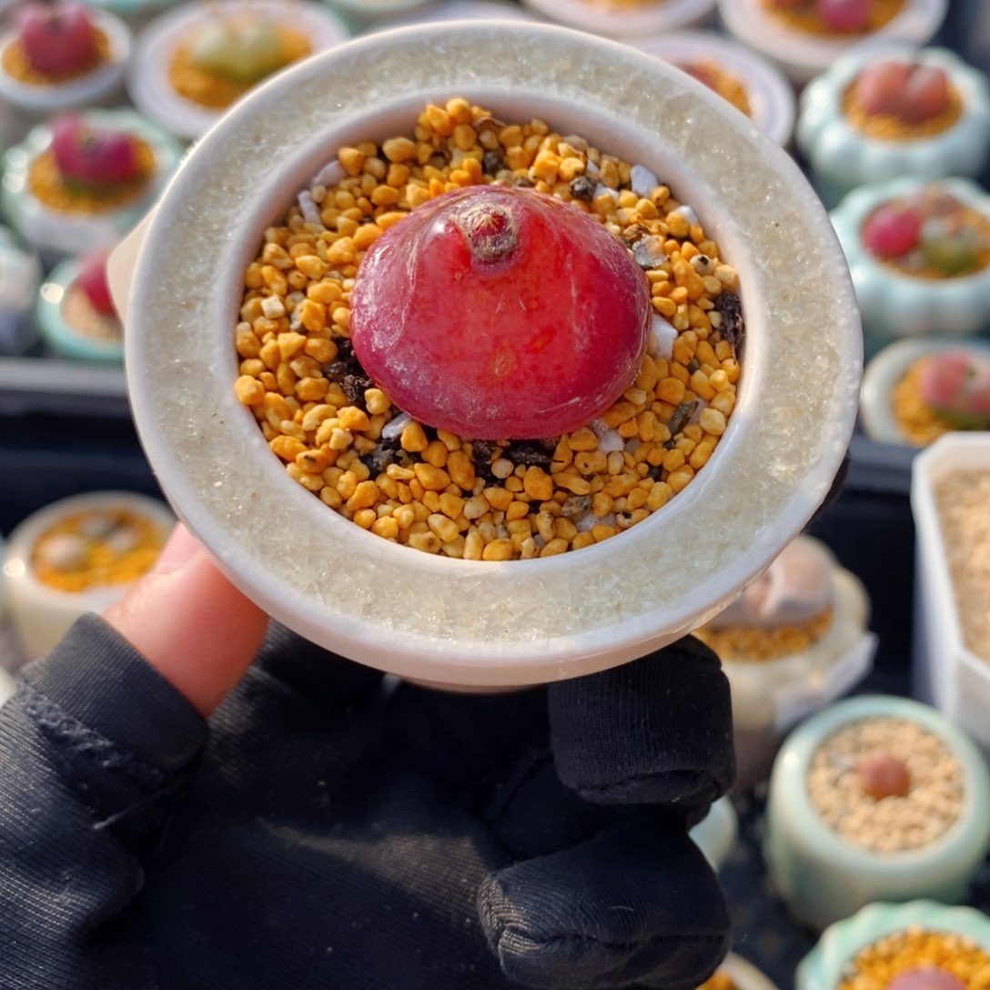 5114--一物一拍 带盆