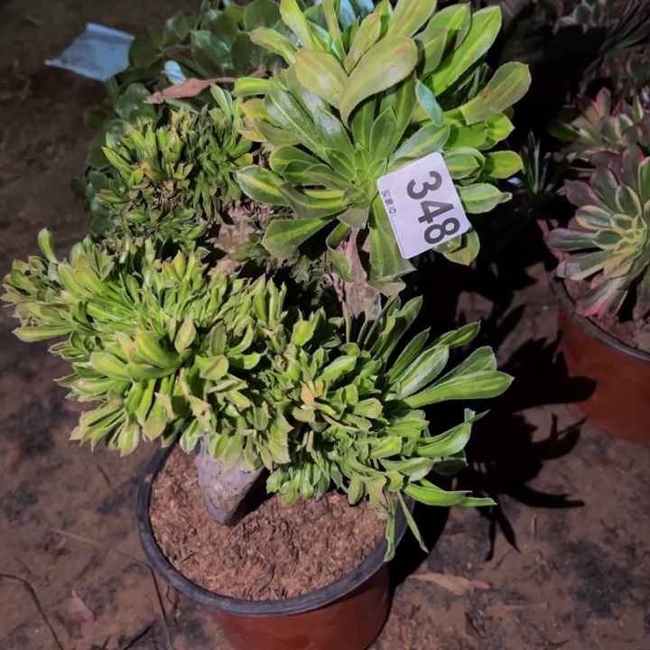 348夕颜多肉植物不售后中班