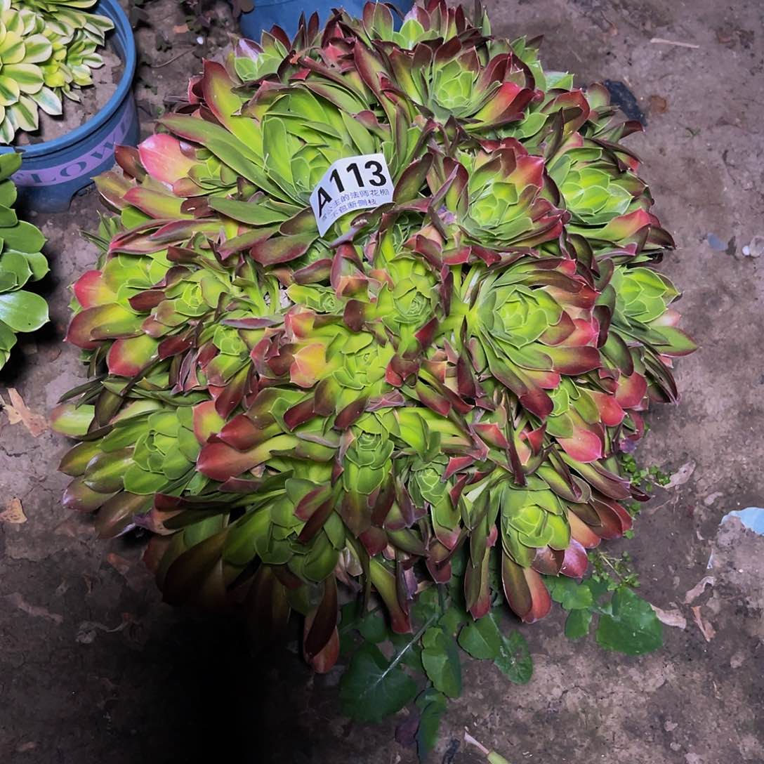 法师法师13–39包邮fa s