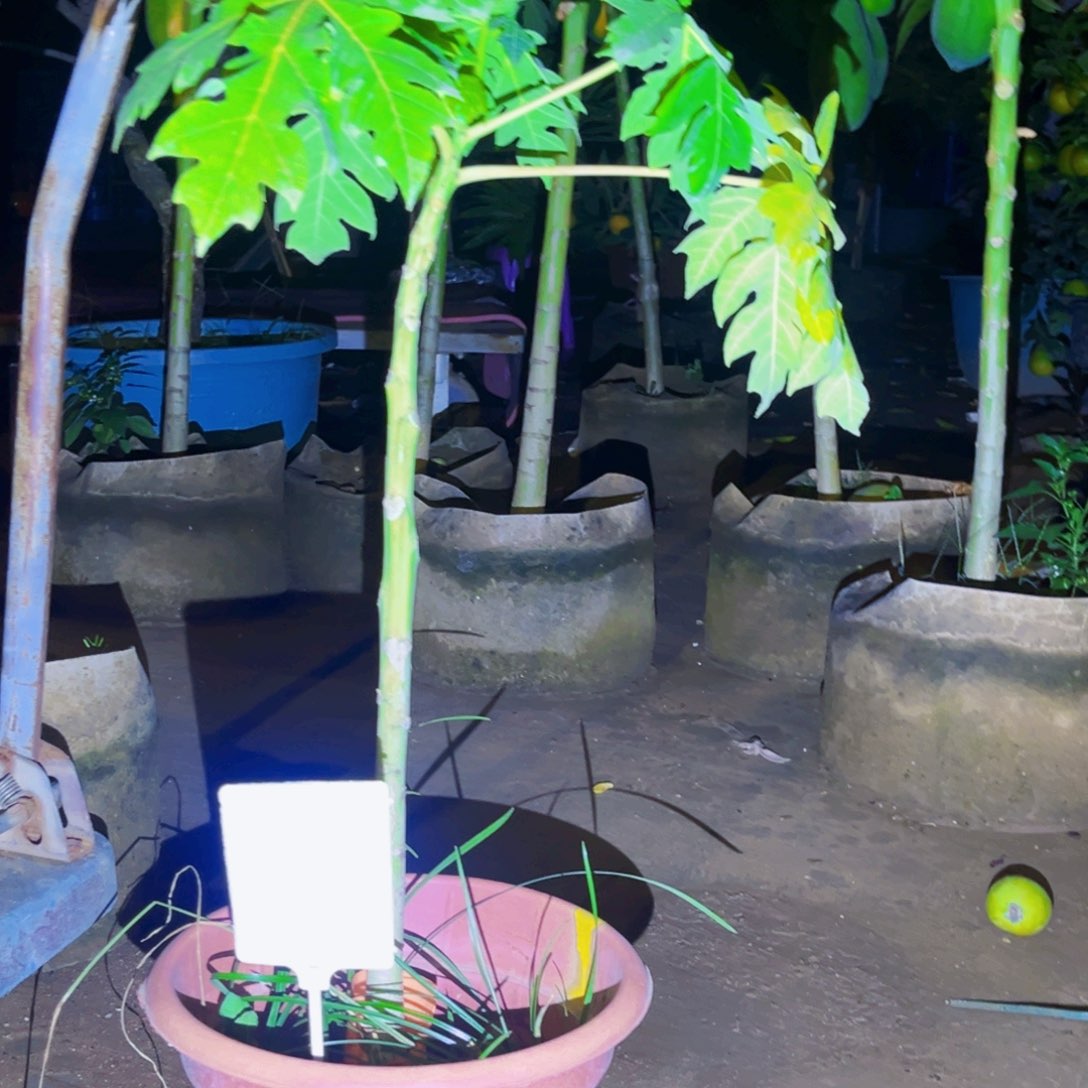 无花朵果苗578655