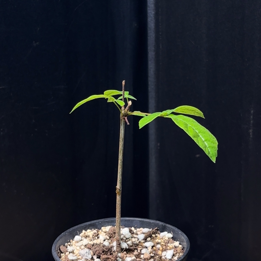 木  扭矩橄榄扦插带盆土