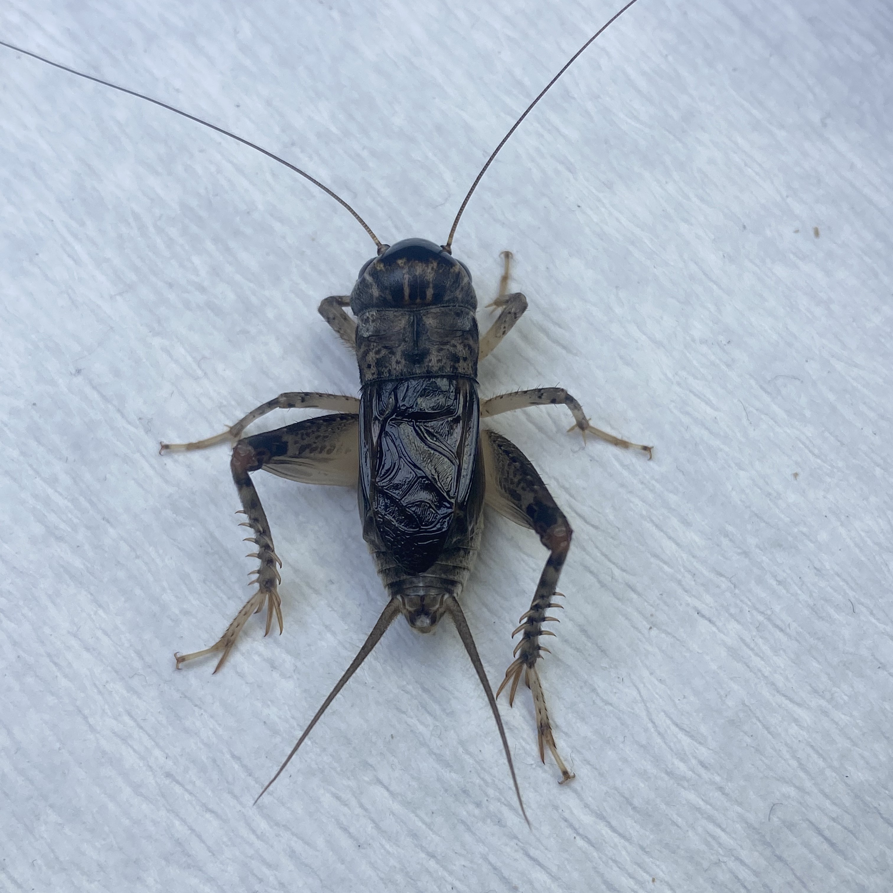 鲁宁精品冬版白虫蟋蟀蛐蛐（一物一拍，图片仅供参考）