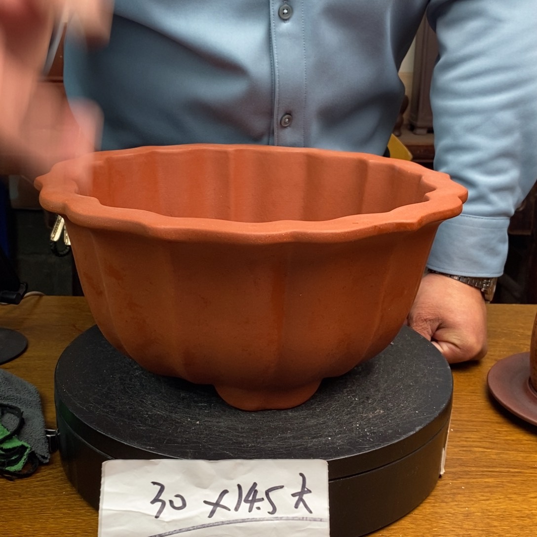 红陶货号一只JN989