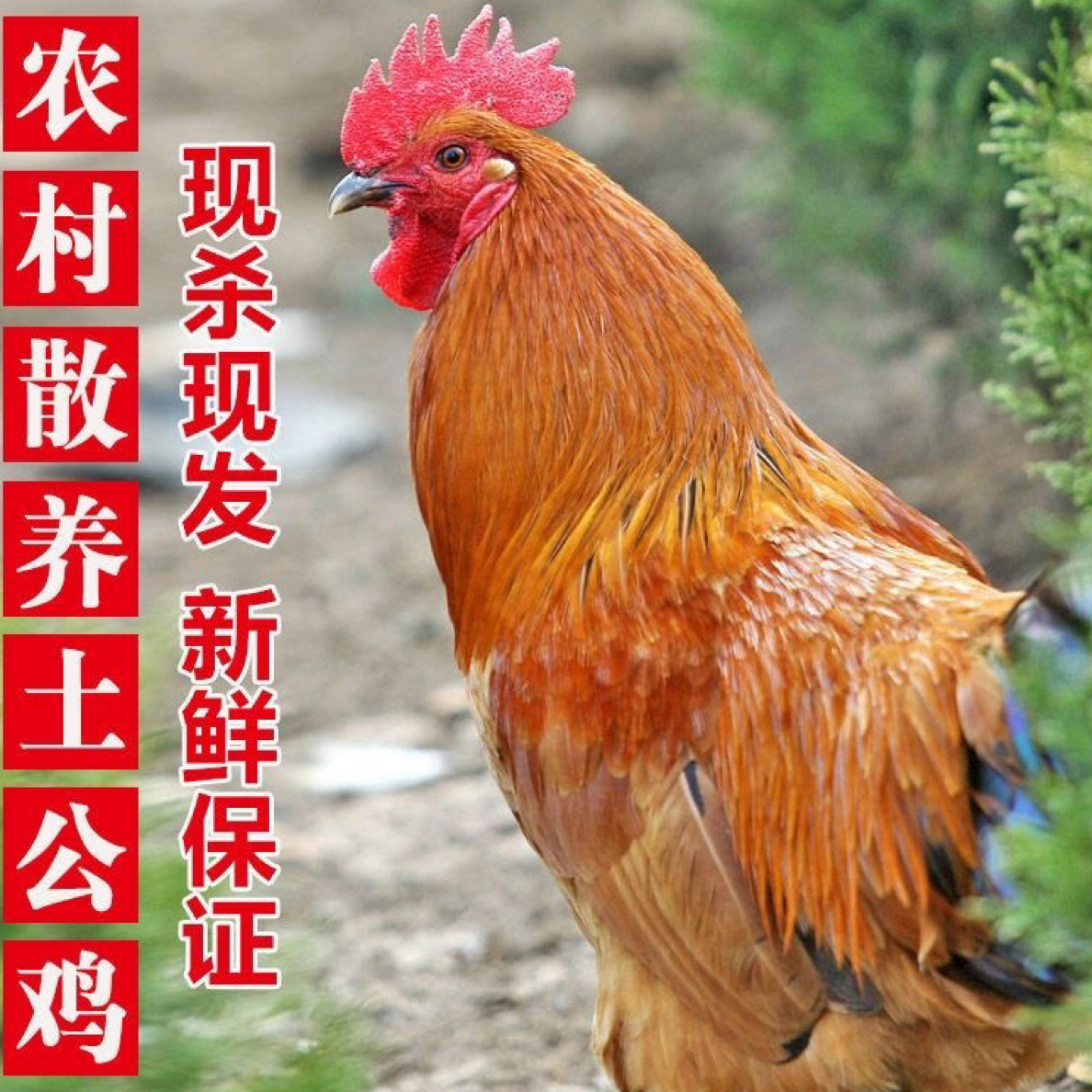 农村美食散养大公鸡2年左右活鸡现杀（顺丰冷链）生态土鸡散养土鸡