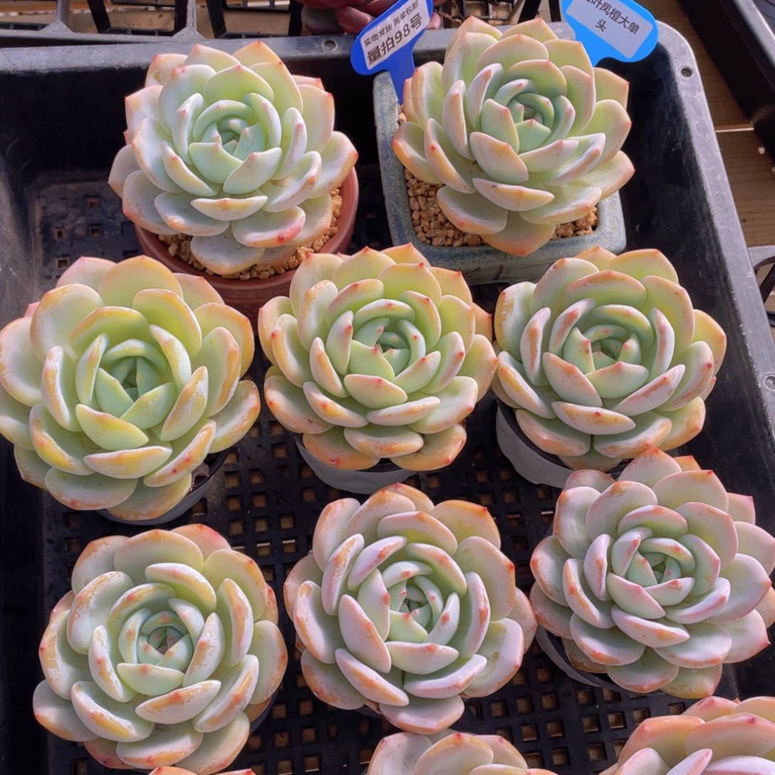 量拍98号 宽叶凤橙大单头一个