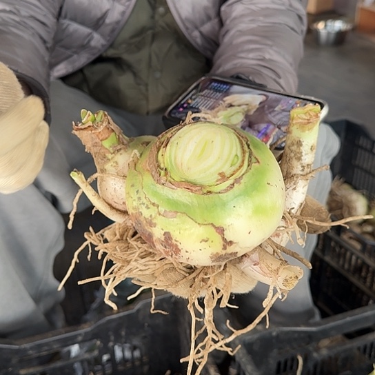 甜蜜妮芙4号 10～11带3个侧 开花包对版