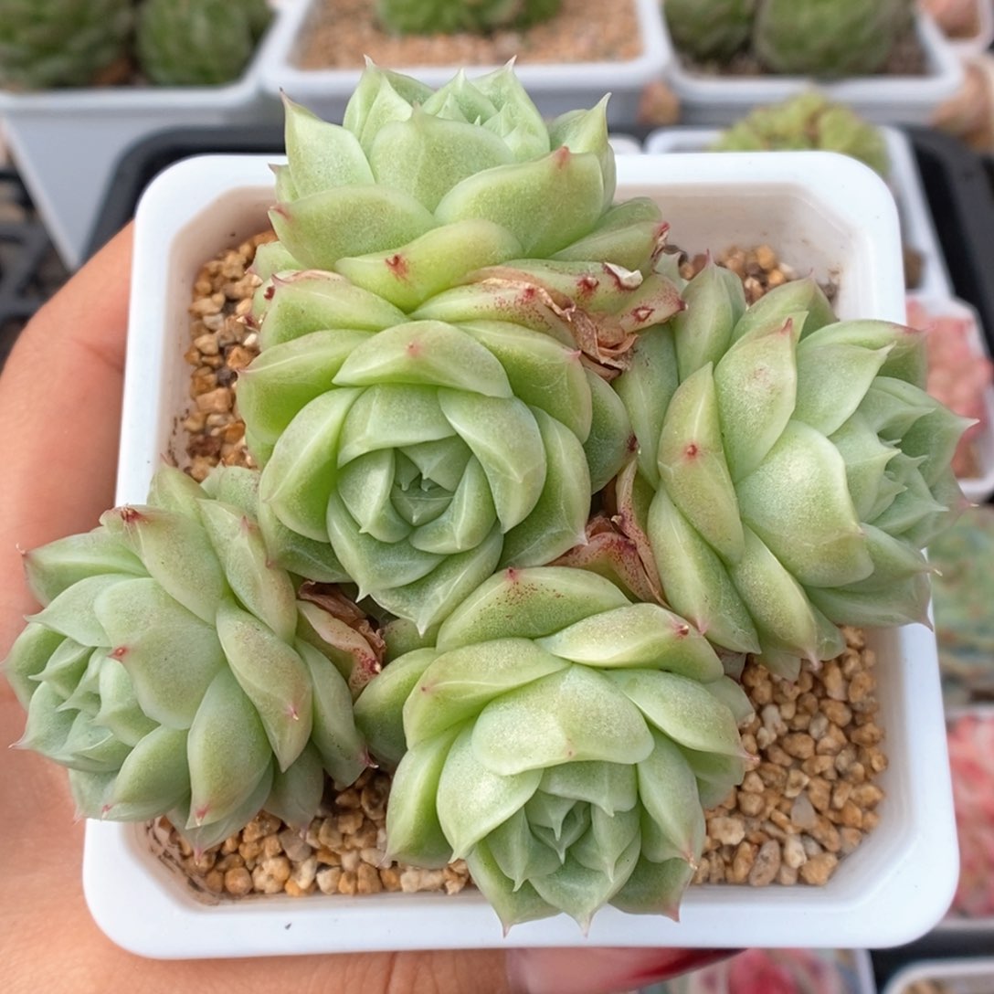 油透麦杆群生可拍595号。