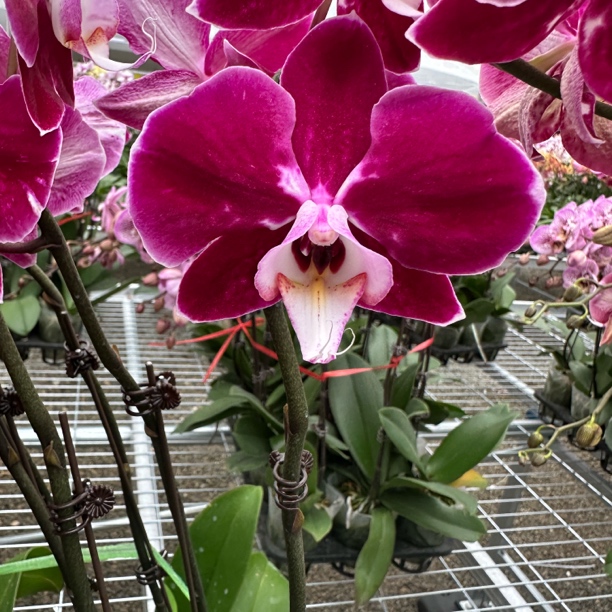 【小幻影】精品蝴蝶兰花室内阳台办公室高端花卉绿植盆栽年宵花