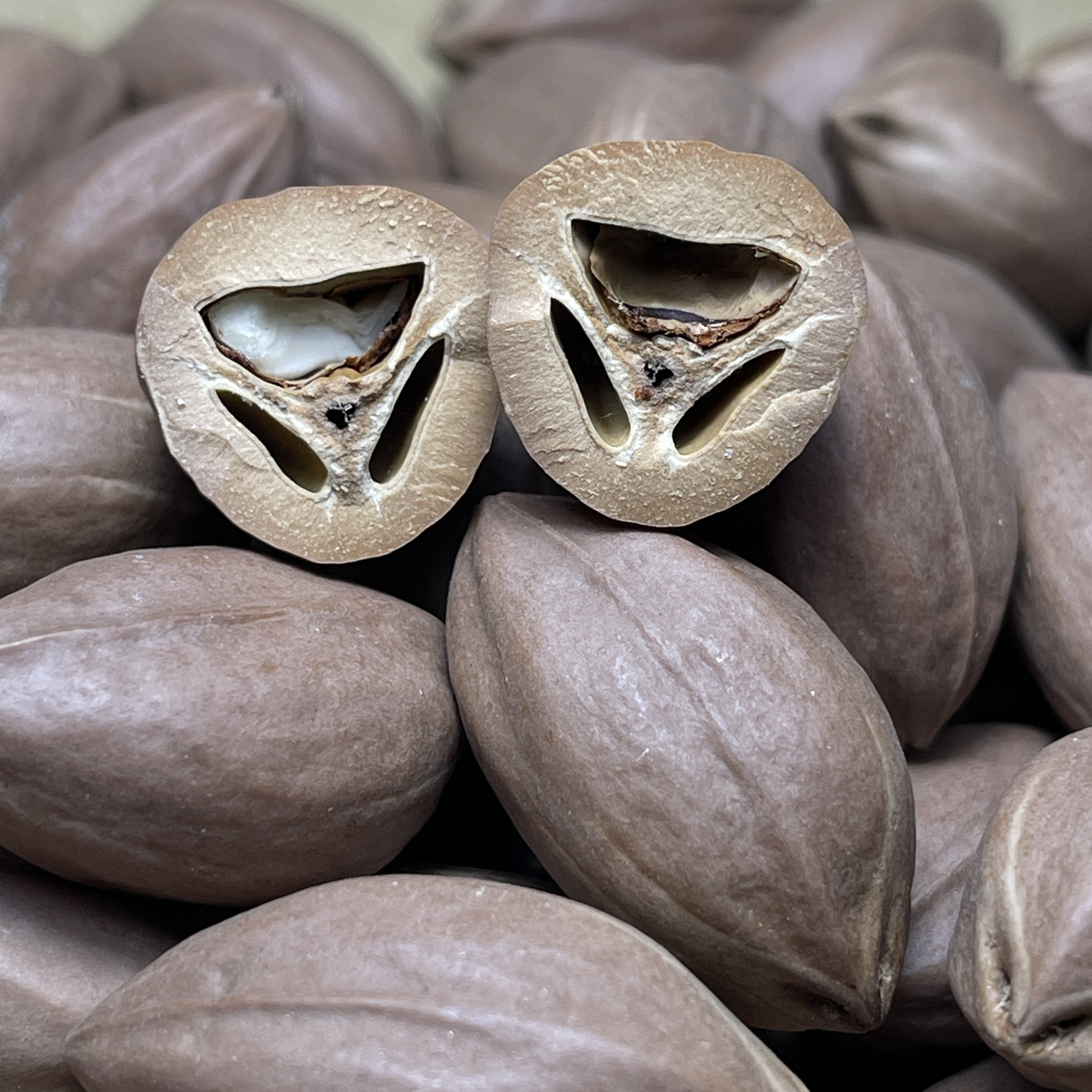 C1橄榄核老料宽1.6-1.8长30-35厚0.4+ 51颗