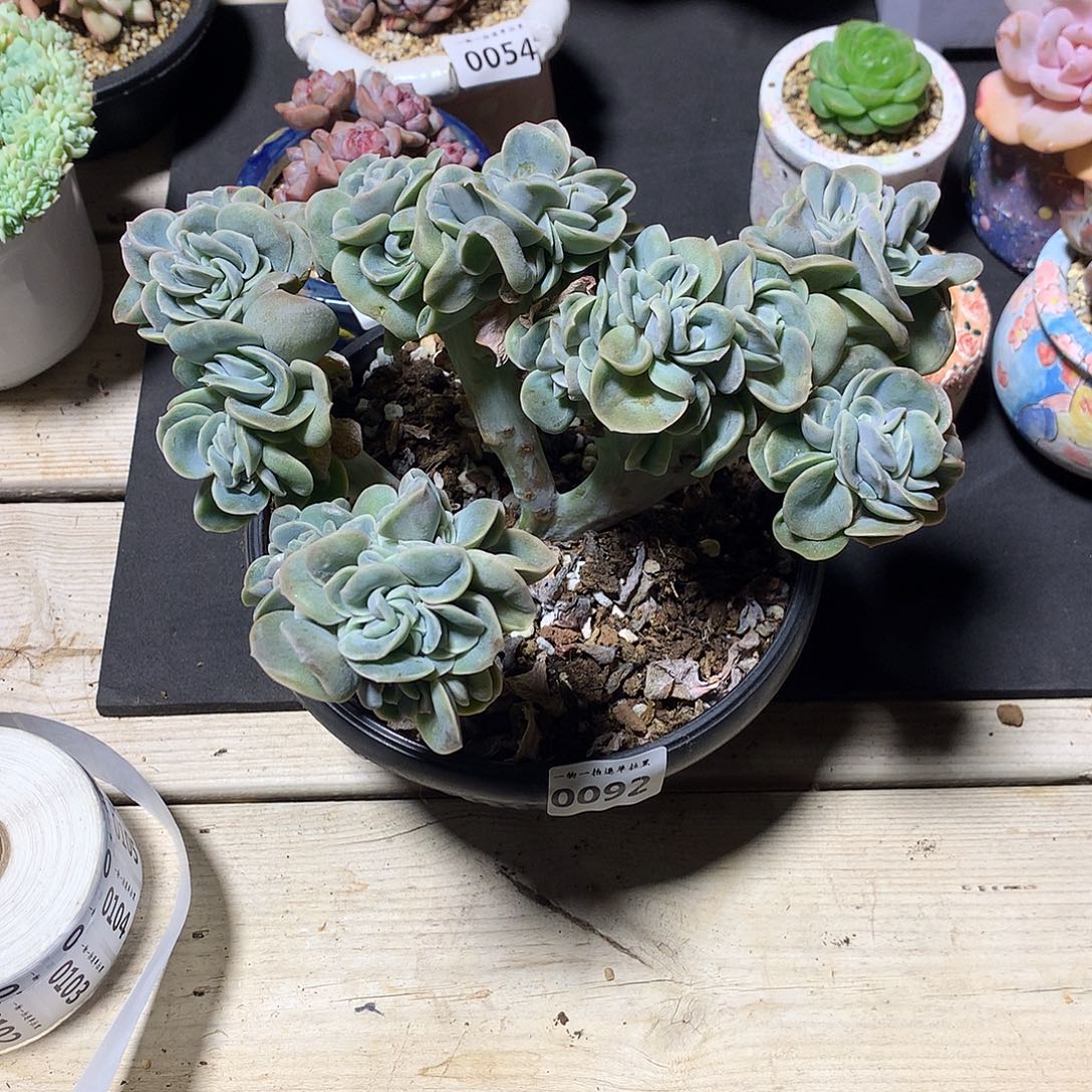 陪***步0092可爱玫瑰缀一颗19厘米