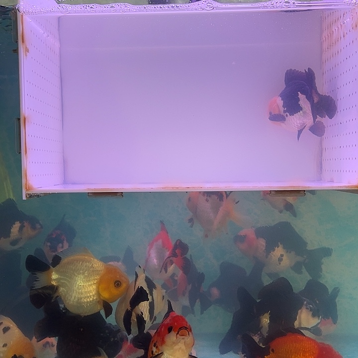 金鱼暖包金鱼链接