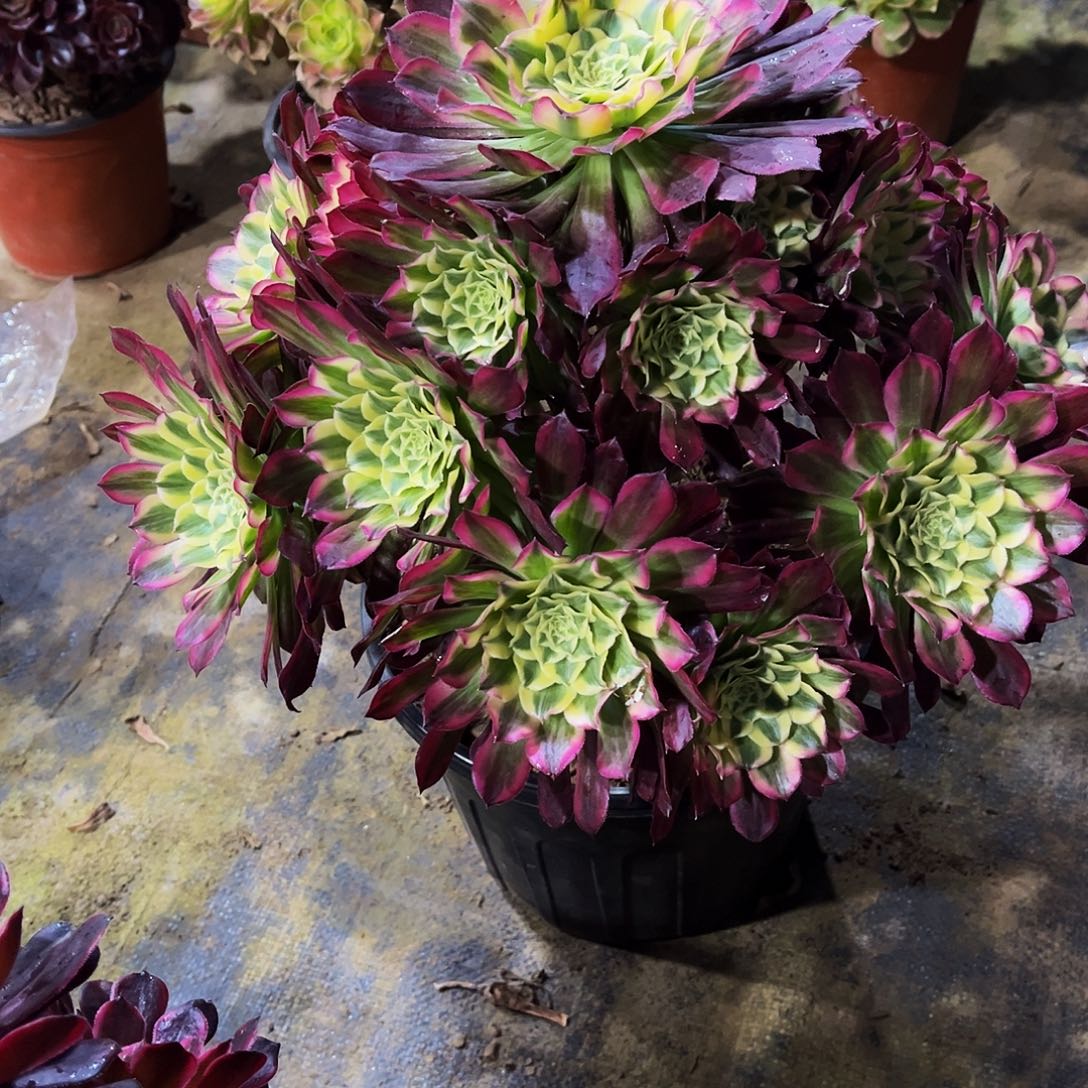 多肉868天合法师