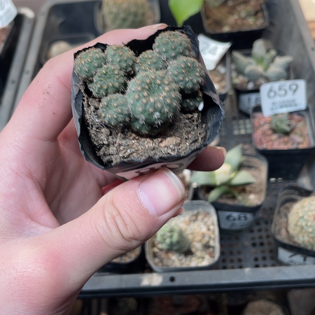 801士童（满18包邮）