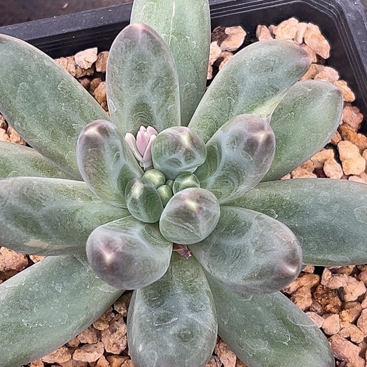 美人大单头特价一物一拍